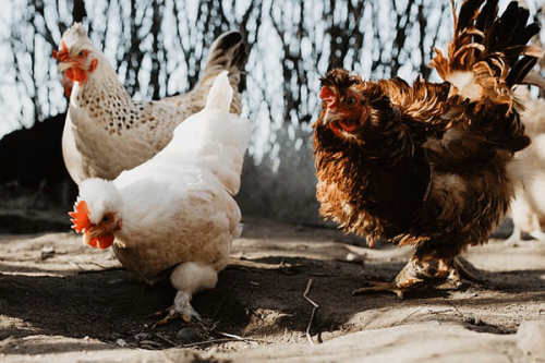 雞的最佳四個貴人是誰 雞的最佳四個貴人是誰