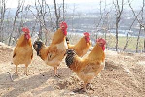 十雞九富幾月出生最好