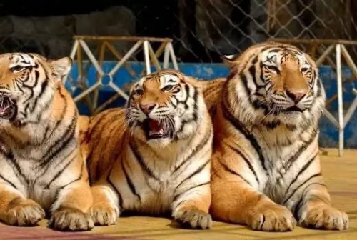 屬虎人最大的桃花劫 屬虎人最大的桃花劫