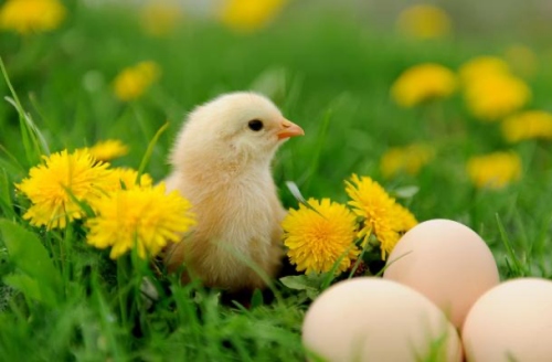 屬雞人不能穿什么顏色 屬雞人不能穿什么顏色