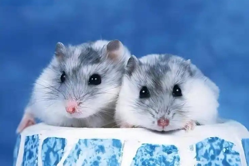 屬鼠女人的性格和脾氣