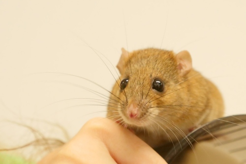 屬鼠生于丑時(shí)命運(yùn)如何 屬鼠生于丑時(shí)命運(yùn)如何