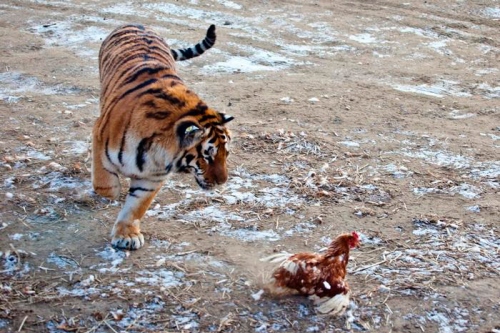 屬虎和屬雞的合不合 屬虎和屬雞的合不合