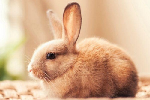 屬兔的和什么屬相犯沖 屬兔的和什么屬相犯沖