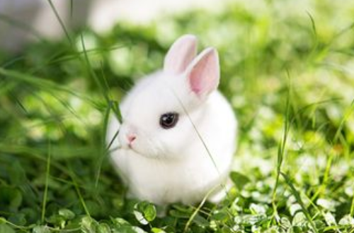 屬兔人的吉祥物是什么