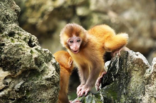 92年的猴33歲有一劫 92年的猴33歲有一劫