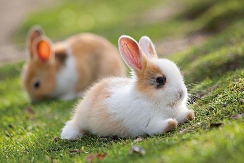 屬兔人的一生命運如何