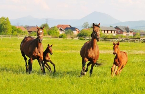 屬馬的人一生命運(yùn)如何 屬馬的人一生命運(yùn)如何