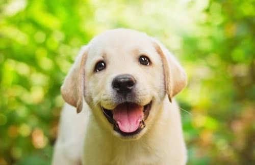 屬狗的人一生命運(yùn)如何