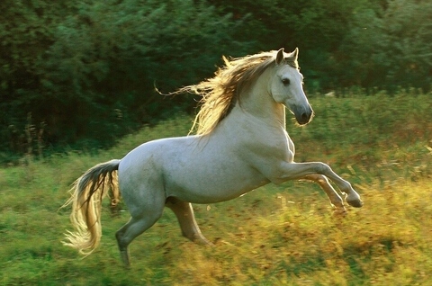 2014年屬馬的是什么命五行屬什么 2014年屬馬的是什么命五行屬什么