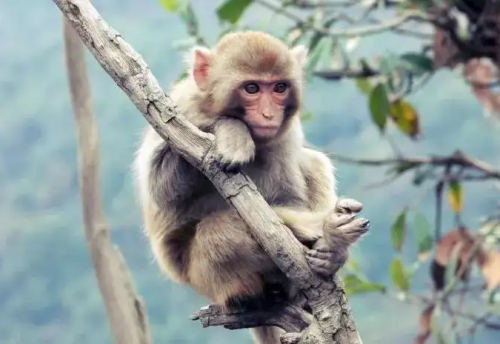 68年猴是什么命 五行屬什么 68年猴是什么命 五行屬什么