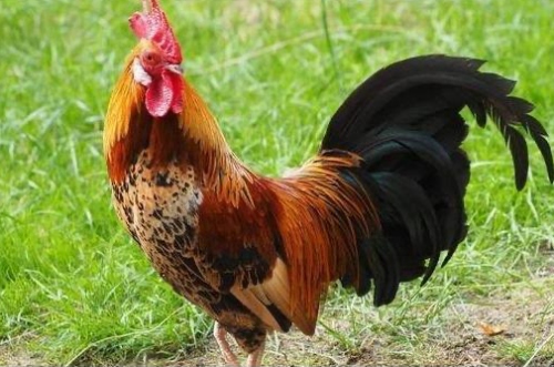 1969年雞是什么命五行屬什么 1969年雞是什么命五行屬什么