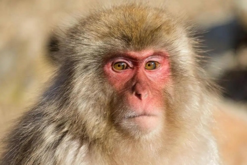 猴年出生幾月命最好 猴年出生幾月命最好