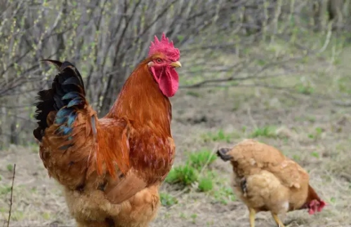 幾月份的雞最有福氣