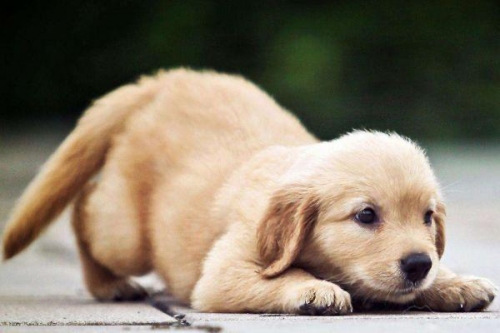 屬狗農(nóng)歷每月月出生命運(yùn)如何 屬狗農(nóng)歷每月月出生命運(yùn)如何