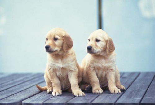 富貴狗一般生在幾月 富貴狗一般生在幾月