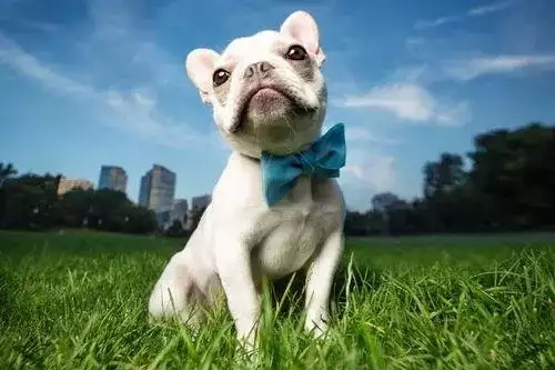 屬狗欠了哪個生肖的情債 屬狗欠了哪個生肖的情債