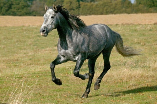 2026年馬是什么命 五行屬什么 2026年馬是什么命 五行屬什么