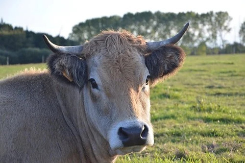 屬牛最忌生啥屬相寶寶 屬牛最忌生啥屬相寶寶