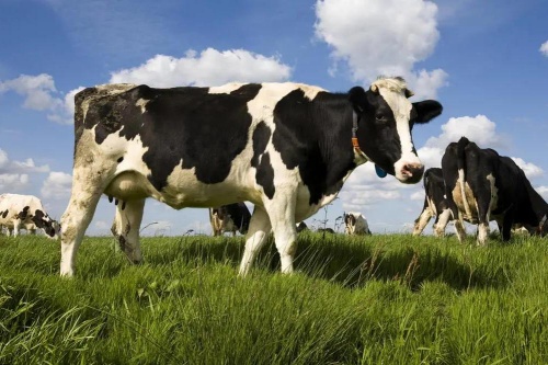 85年屬牛哪年轉大運 85年屬牛哪年轉大運