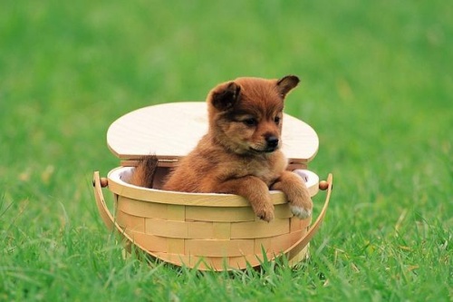 94年狗是火命還是木命 94年狗是火命還是木命