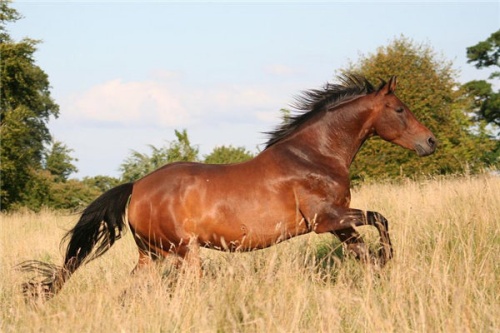 2026年出生的馬是什么命 2026年出生的馬是什么命