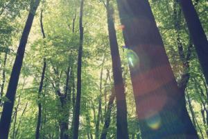 五行屬木的城市有哪些?