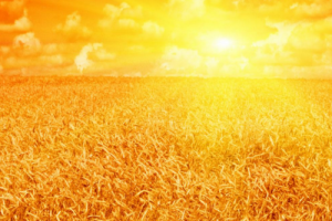 五行屬金適合做什么行業