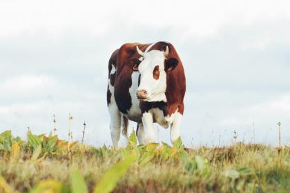 屬牛的人生屬馬的寶寶好不好 屬牛的人生屬馬的寶寶好不好
